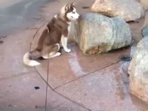 ときどき飛び出す噴水の上に 犬が座った リアクションは 動画 らばq