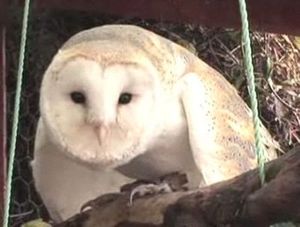 エキゾチックな動物家族03