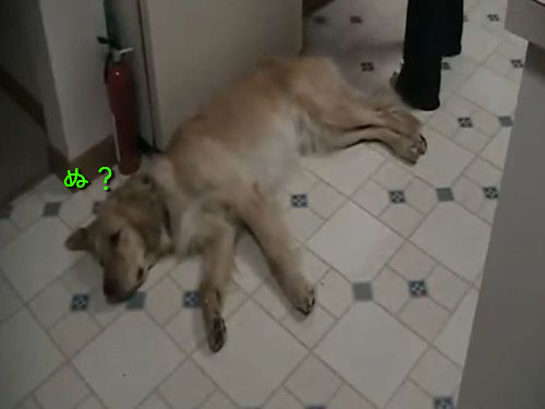 テコでも、いや冷蔵庫でも動かない犬がいた