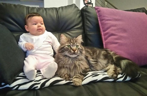 女の子を守る猫05