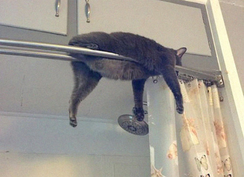猫はどこでも寝る07