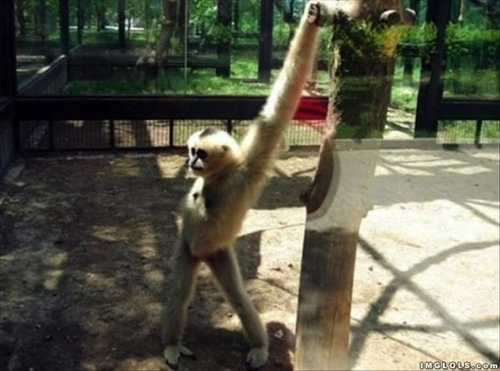 優雅な動物たち04