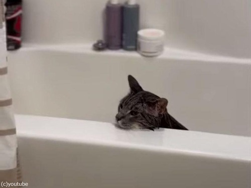 風呂好きの猫を出そうとしたら「ノー！」と口に出して拒否してきた（動画）