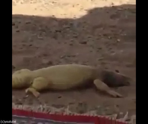 トカゲが走ってくる理由07