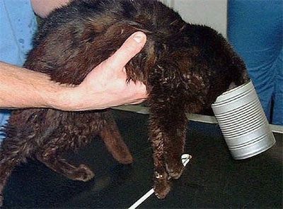 抜けなくなった動物たち03