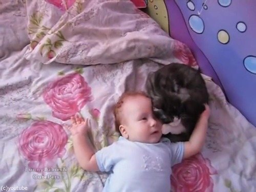 赤ちゃんをあやす猫03