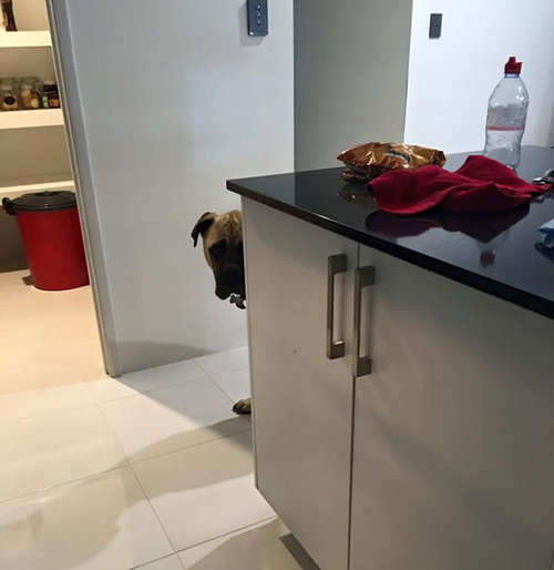 うちの犬は いつも遠くからこっそり見てくるの 神出鬼没な写真いろいろ らばq