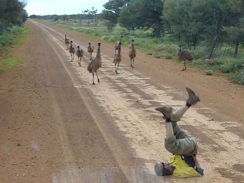 エミューを呼び寄せる方法01