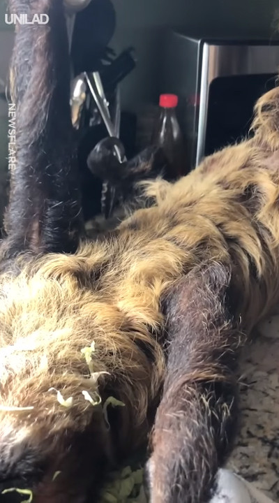 台所でサラダを食べるナマケモノ04