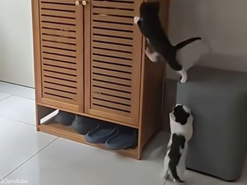 2匹の子猫が「タンス登り」に挑戦…ハラハラドキドキの結末（動画）