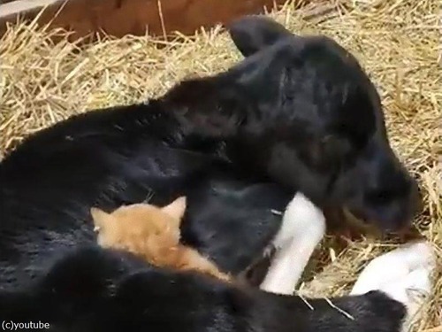 ǭ�ȵ����֤���󤬿Ȥ�󤻹礦02