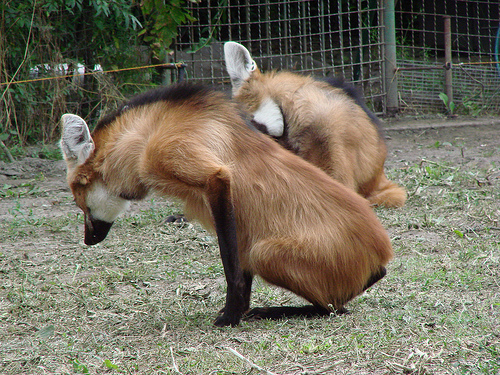 タテガミオオカミ04