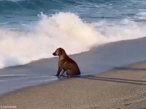 「犬だって哲学的な日もある…」海辺で波を見つめる背中が切ない