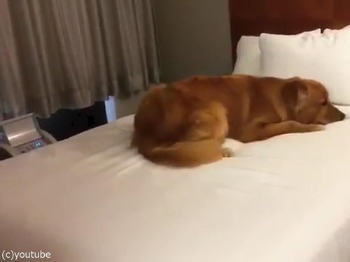 ベッド初体験の犬05