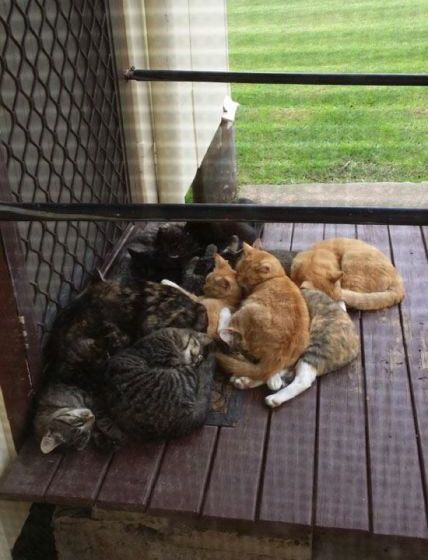 うちの猫じゃない12