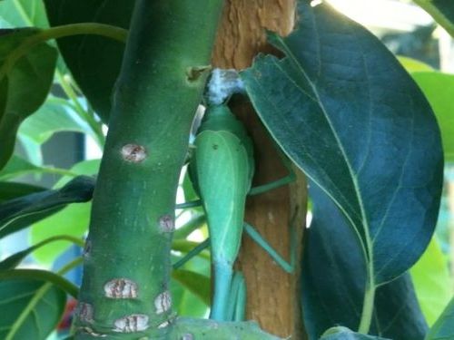 カマキリの卵 003_s