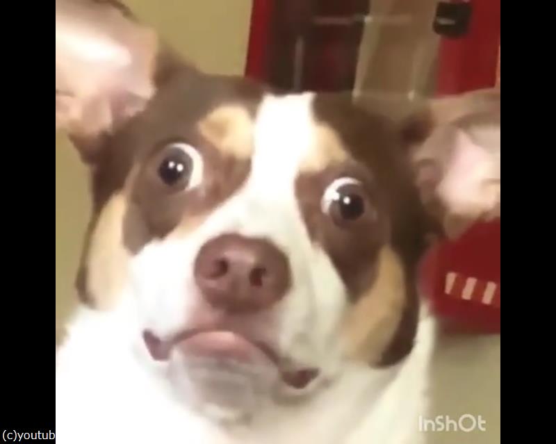 飼い主にキスされた愛犬の顔が こんなに変わっちゃった 動画 らばq