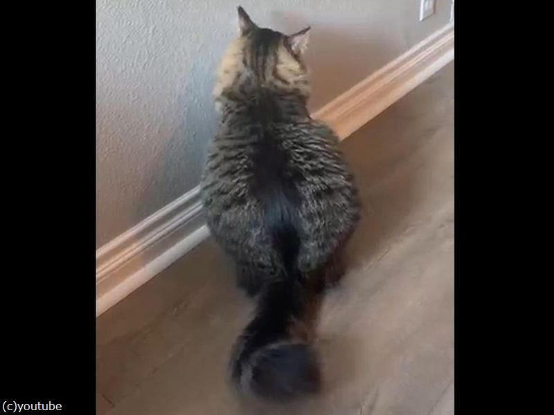 実に猫らしくない座り方だ 動画 らばq