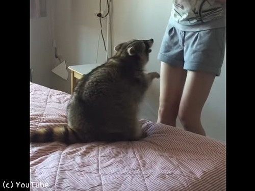 アライグマと遊んでたら…意外な結末01