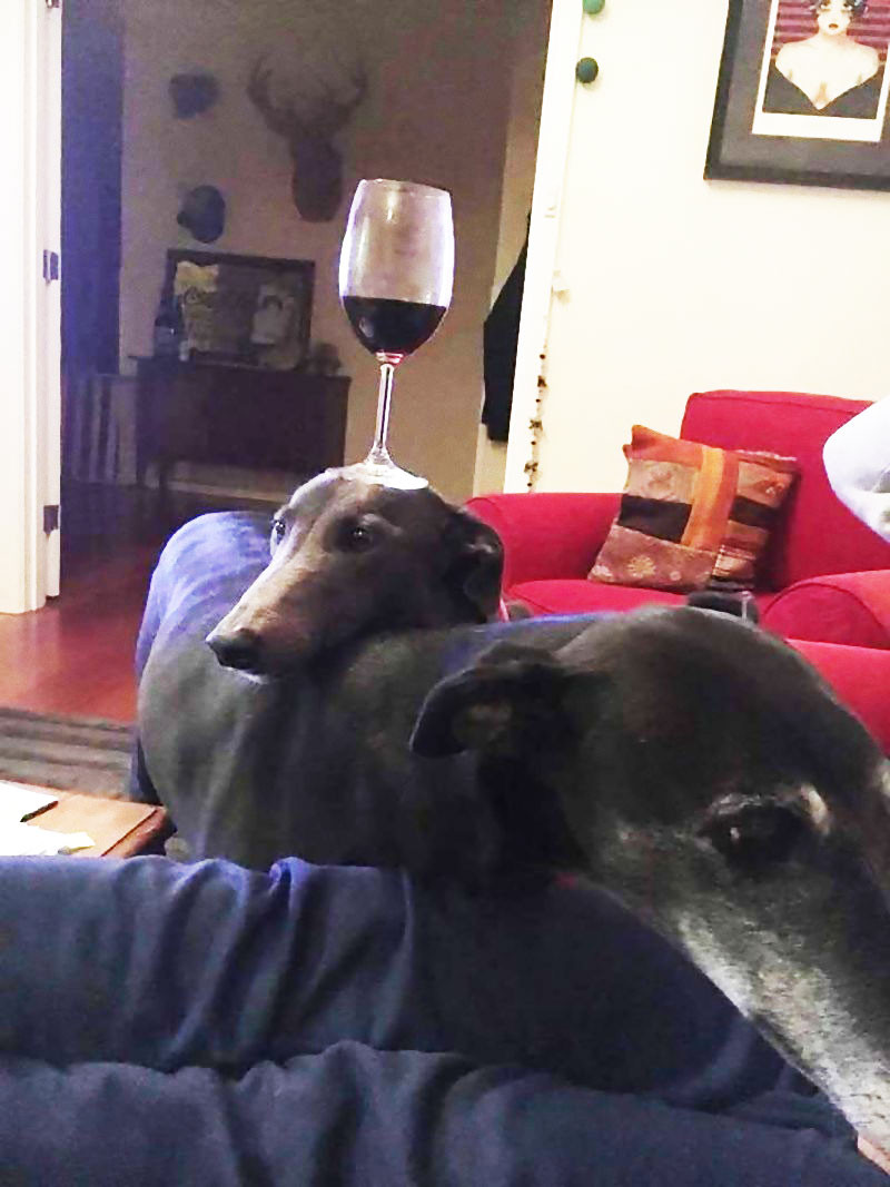 犬が ボクはもしかしてワインテーブルかも と思うとき らばq