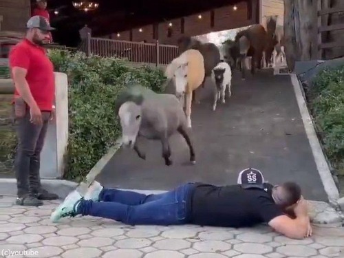 ジャンプが得意な馬とそうでもない馬がいる…人間が横たわっているとき編