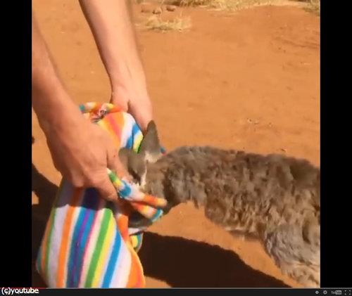 孤児カンガルーの寝かし方02