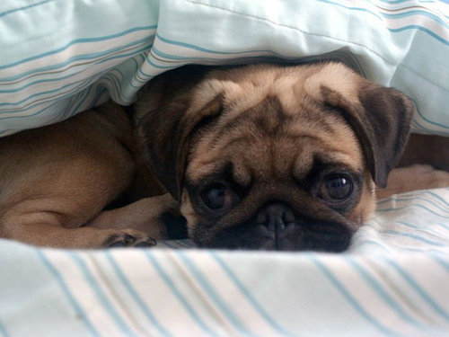 子犬たちが初めて家に来た日15