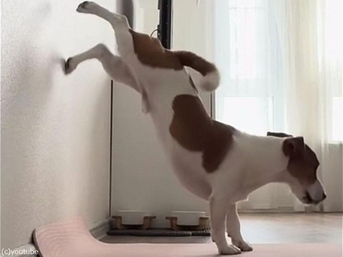 「どっちが上手!?」犬が飼い主の逆立ち壁トレーニングを真似する（動画）