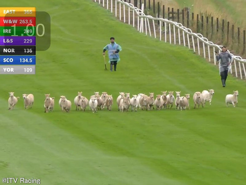 チェプストウ競馬場で羊がレースに乱入してレースの開始が遅れる