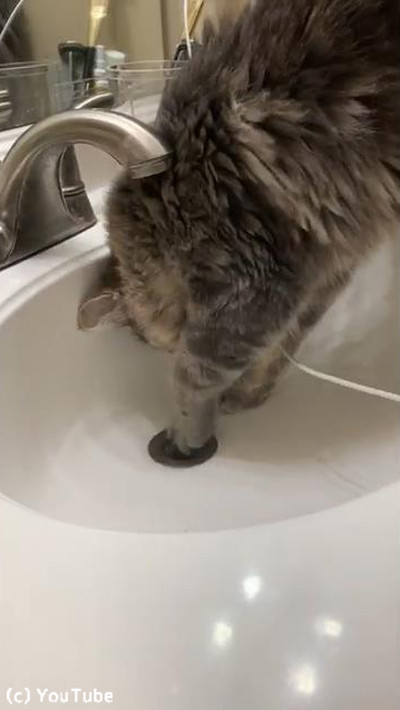 大変!流しに指輪を落としてしまった→猫が大活躍01