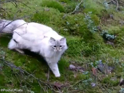 「この猫の運動能力を見たら長毛種のイメージが変わると思う…」ノルウェージャンフォレストキャットの華麗なジャンプ