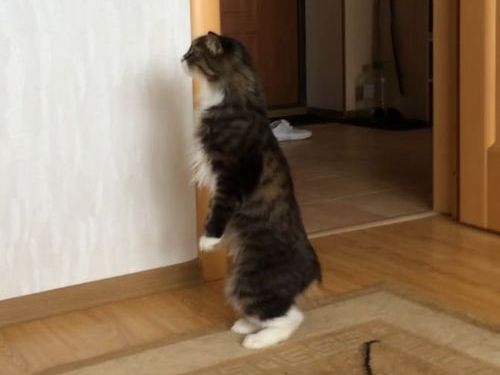 自分が猫であることを忘れる01