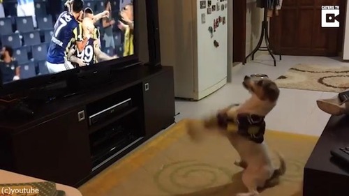 ゴールによろこぶ犬03