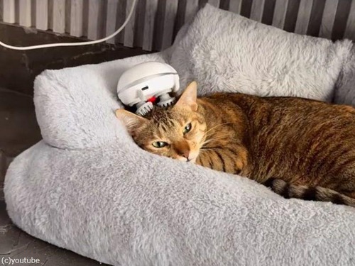 ヘッドマッサージ機がクセになってしまった猫…幸せそうに眠りに落ちる（動画）