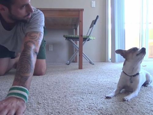 ヨガ・チワワ01