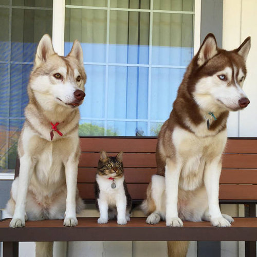 ハスキーが衰弱した子猫を発見 大事に育てた結果 たぶん子猫は自分をハスキーだと思ってる らばq