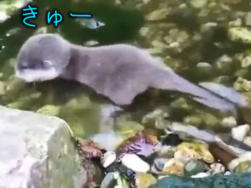 赤ちゃんカワウソと水00