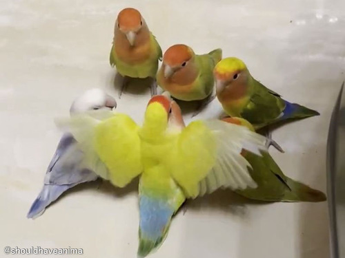 6羽のインコが集結していたので近づいてみたら…熱心に議論をしていた