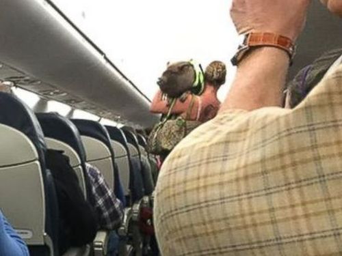 精神的サポート用のブタが混乱02