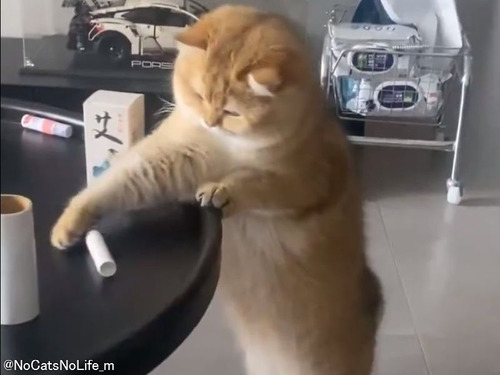 「猫が物を落とそうとしても…落ちないテーブルがこちら」