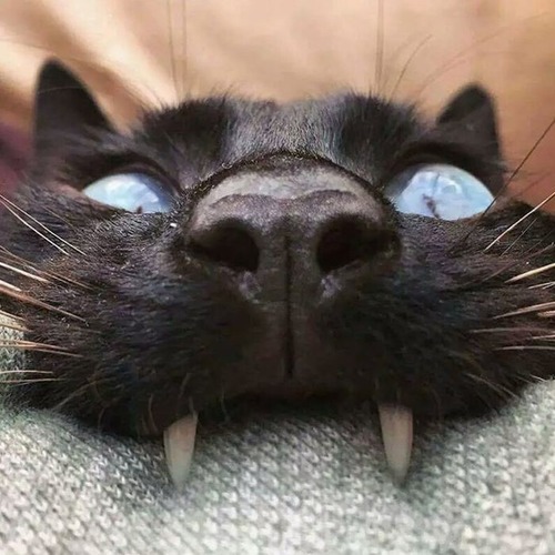 猫に襲われる人々05