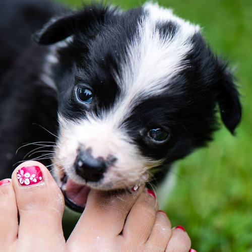 ペットたちが離してくれない11