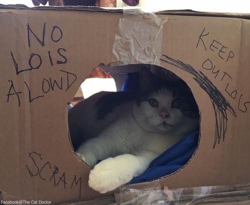 看護猫のスパーキー03