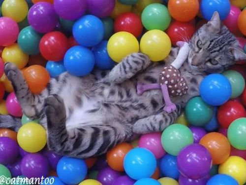 カラーボールと猫00