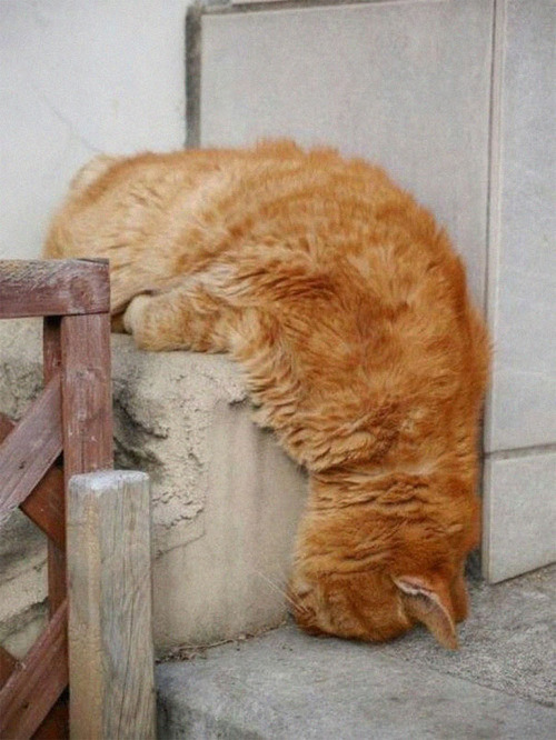 猫はどこでも寝る06
