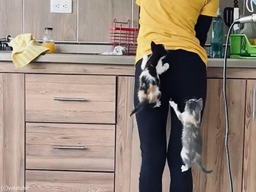 キッチンに立つ女性によじ登る子猫たち00