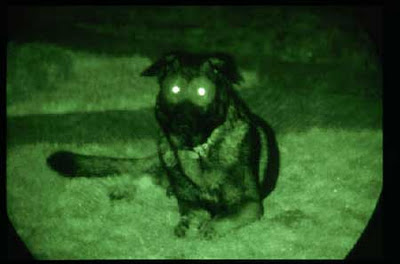 暗視ゴーグル犬01