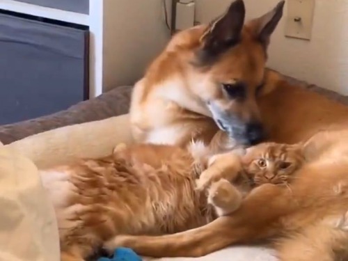 犬もメロメロ「こんなに甘え上手な猫がいるだろうか…」
