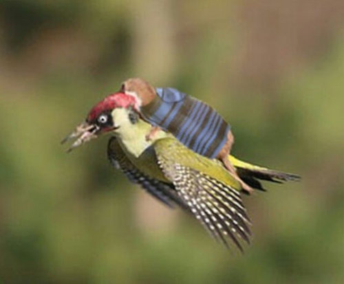 オゴジョとアオゲラ04