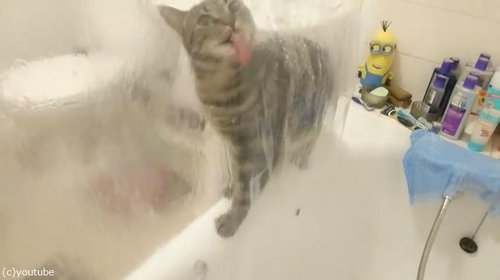 シャワーねこ02